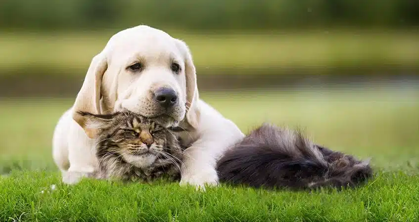Animaux domestiques, chiens, chats et pelouse artificielle