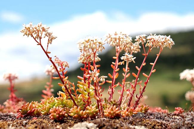 Toiture : végétaux naturels ou gazon synthétique ? 3 Les plantes grasses des toitures végétalisées supportent mal le piétinement