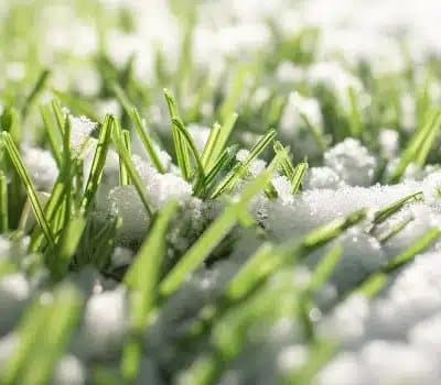 Comment le gazon synthétique résiste-t-il à la neige et au froid en hiver ? 2 Zoom sur des fibres de pelouse artificielle prises dans la neige